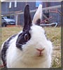 Felix the Rabbit