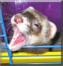 Mei the Sable Ferret