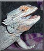 Sebastian the Bearded Dragon