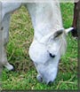 Echo the Arabian Horse