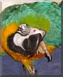 Elvis the Blue and Gold Macaw