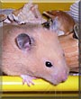 Sunny the Golden Hamster