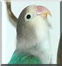 Bobbie the Blue Fisher's Lovebird