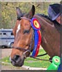 Sonny the Quarter Horse