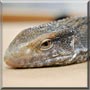 Godzilla the Savannah Monitor