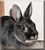Marti the Silver Marten Rabbit