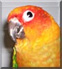 Lola the Sunday Conure