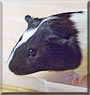 Ginny the Guinea Pig