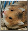 Rufus MacDuff the Syrian Hamster