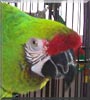 Jake the Military Macaw