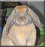 Barrel the Lop Rabbit