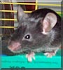 Berry the Mouse