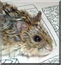 Budinkskie the Dwarf Hamster