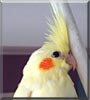 Mango the Lutino Cockatiel