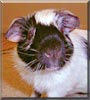 Piggly the Guinea Pig