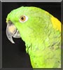 Boca the Yellow Nape Amazon