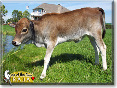 Raja, the Pet of the Day Raja, the Pet of the Day