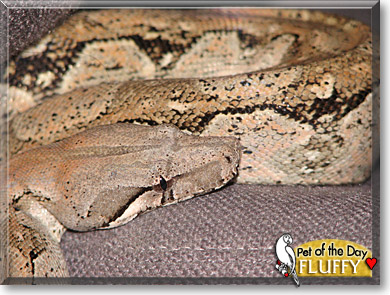 Fluffy, the Pet of the Day Fluffy, the Pet of the Day