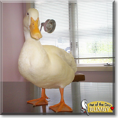 Bumby, the Pet of the Day Bumby, the Pet of the Day