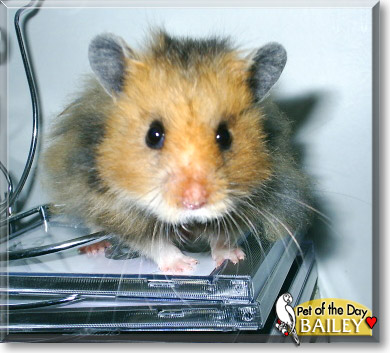 Bailey, the Pet of the Day
