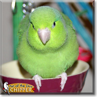 Chipper, the Pet of the Day Chipper, the Pet of the Day