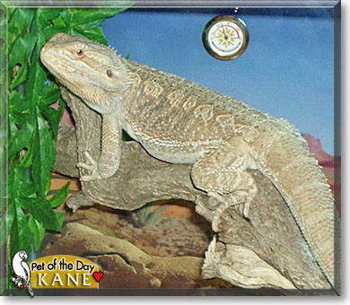 Kane, the Pet of the Day Kane, the Pet of the Day