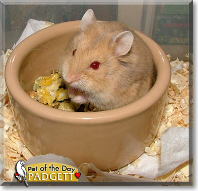 Padgett, the Pet of the Day