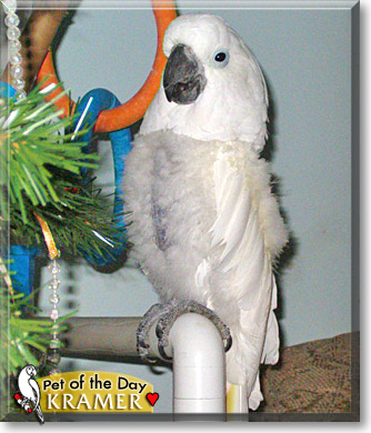 Kramer, the Pet of the Day Kramer, the Pet of the Day