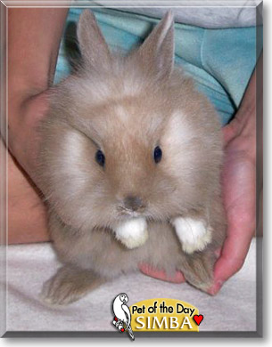 Simba, the Pet of the Day Simba, the Pet of the Day