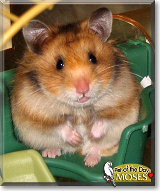 Moses, the Pet of the Day Moses, the Pet of the Day