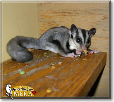 Meka, the Pet of the Day Meka, the Pet of the Day