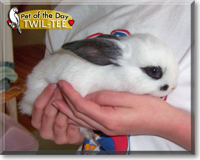 Twil-Tee, the Pet of the Day Twil-Tee, the Pet of the Day