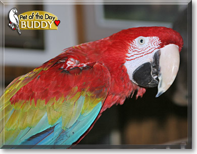 Buddy, the Pet of the Day