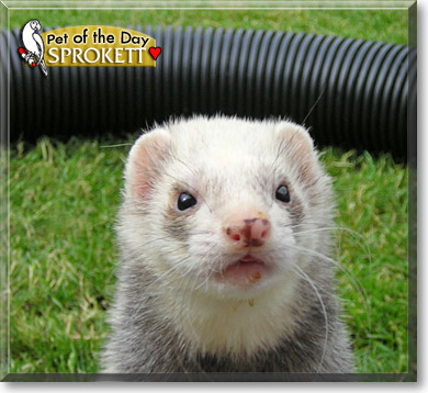 Sprokett, the Pet of the Day