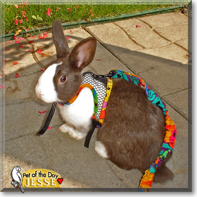 Jesse, the Pet of the Day Jesse, the Pet of the Day