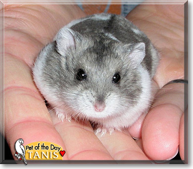 Tanis, the Pet of the Day Tanis, the Pet of the Day