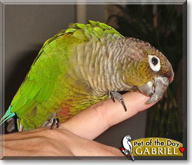 Gabriel, the Pet of the Day