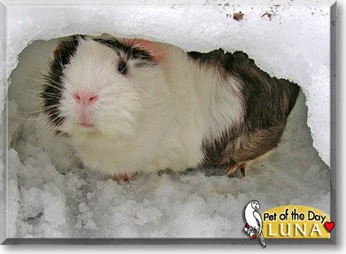 Luna, the Pet of the Day Luna, the Pet of the Day