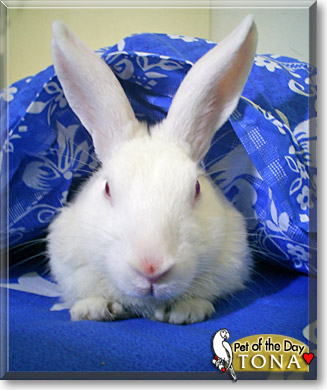 Tona, the Pet of the Day Tona, the Pet of the Day
