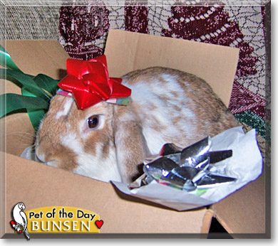 Bunsen, the Pet of the Day Bunsen, the Pet of the Day