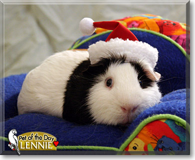 Lennie, the Pet of the Day Lennie, the Pet of the Day