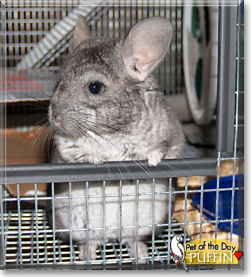 Puffin, the Pet of the Day Puffin, the Pet of the Day