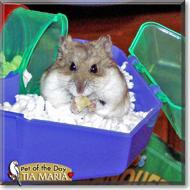 Tia Maria, the Pet of the Day Tia Maria, the Pet of the Day