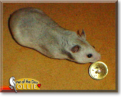 Ollie, the Pet of the Day Ollie, the Pet of the Day