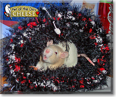 Cheese, the Pet of the Day