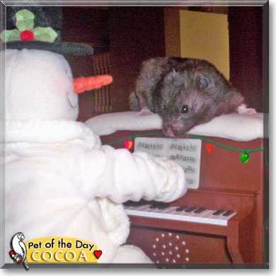 Cocoa, the Pet of the Day Cocoa, the Pet of the Day