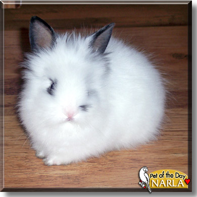 Narla, the Pet of the Day