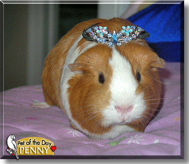 Penny, the Pet of the Day