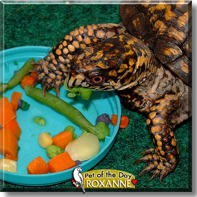 Roxanne, the Pet of the Day