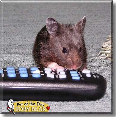 Toby Bear, the Pet of the Day